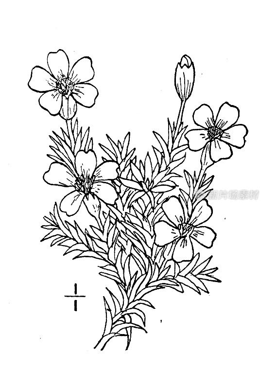 古植物学植物插图:Silene acaulis, Moss campion